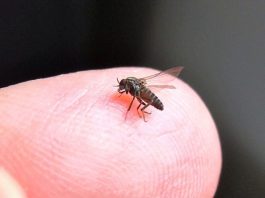 CBD fuer Leishmaniose