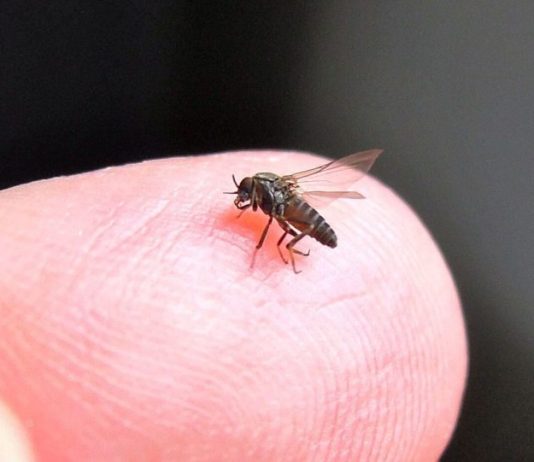 CBD fuer Leishmaniose